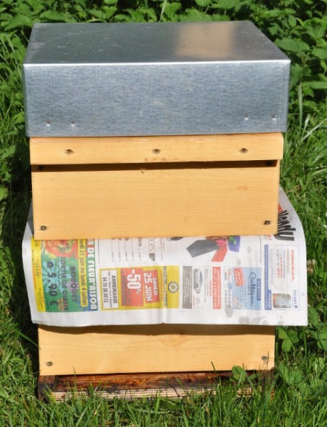 Réunion de 2 ruches au papier journal