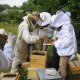 Cours d'initiation à l'apiculture bio © H. Trioux