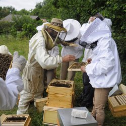 Cours d'initiation à l'apiculture bio © H. Trioux