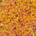 Pollen frais de fleurs sauvages
