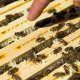 Cours d'initiation à l'apiculture bio © Christophe W. Chammartin