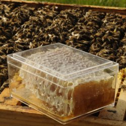 Miel en rayon en petite boite